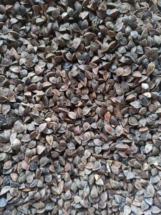 Gryka miododajna, poplon, przedplon