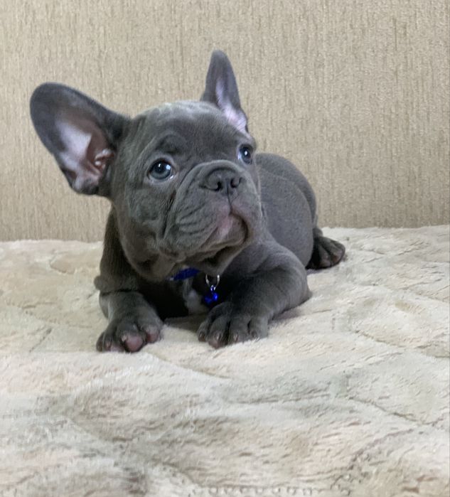 Французький бульдог. Голубий солід