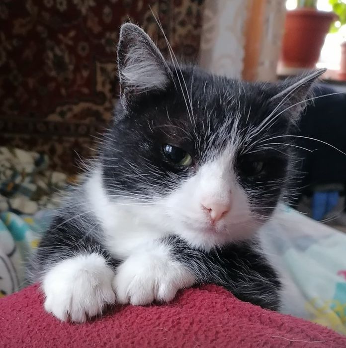 Малуша - вишукана киця у добрі руки!