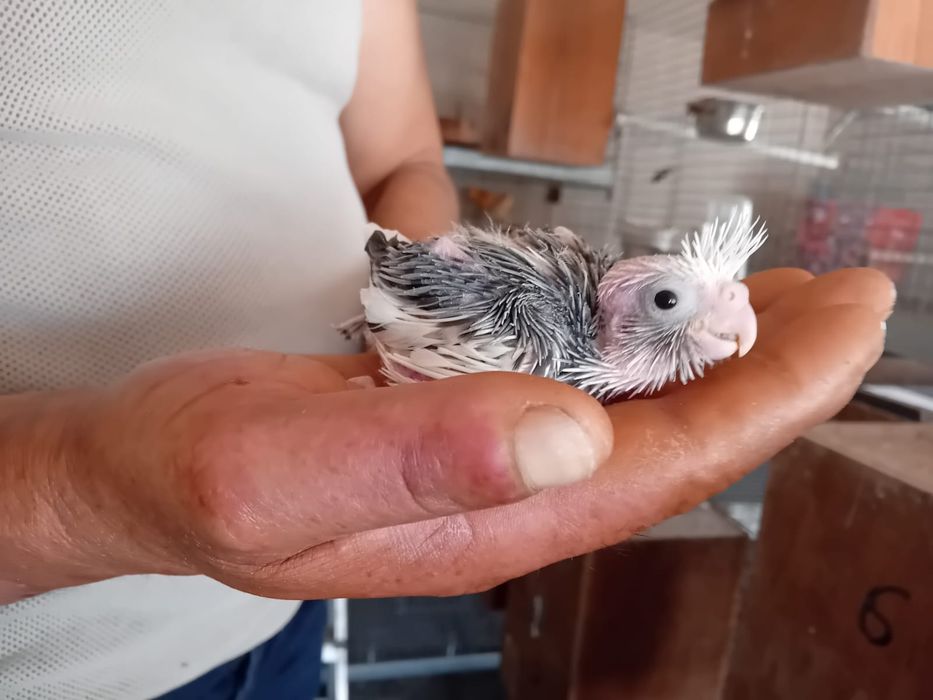 Vendo caturra bebé