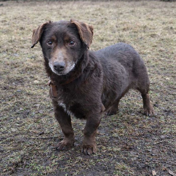 kochany Pimpuś czeka na dom