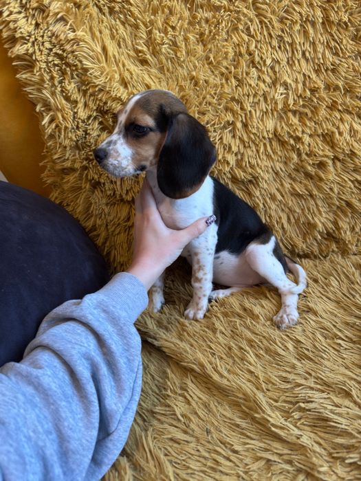 Suczka Beagle do odbioru