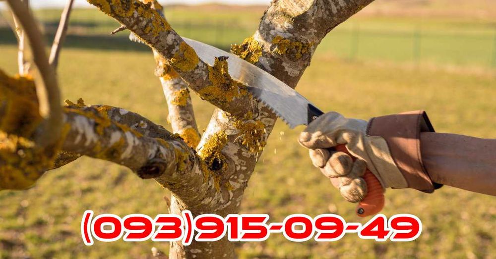 Обрізка садків, санітарна обрізка плодових дерев