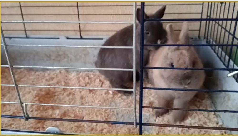 Vendo coelhos holandês anão com 2 meses