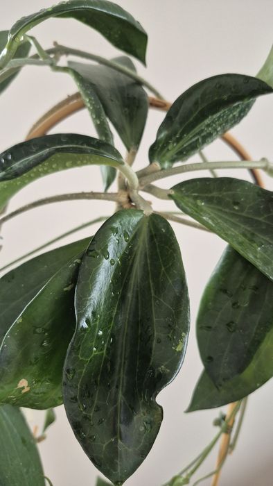 Hoya Hoja  Nicholsoniae