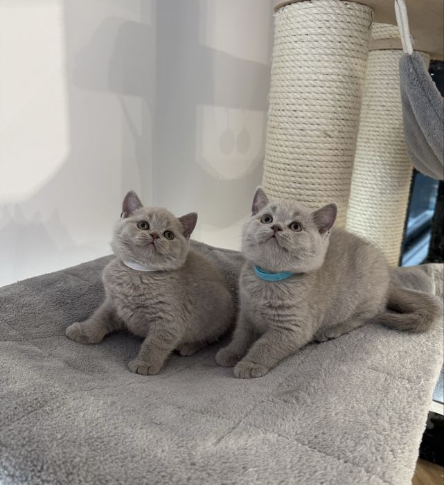 Kocurek brytyjski krótkowłosy liliowy