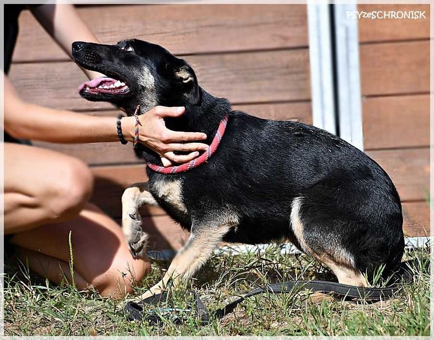 Zatura - pozytywna suczka lubi współpracę i zabawy
