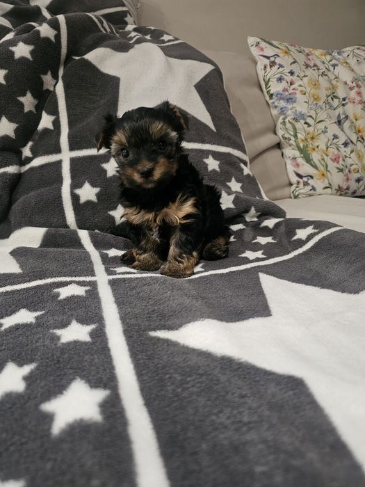 Yorkshire terrier- chłopiec