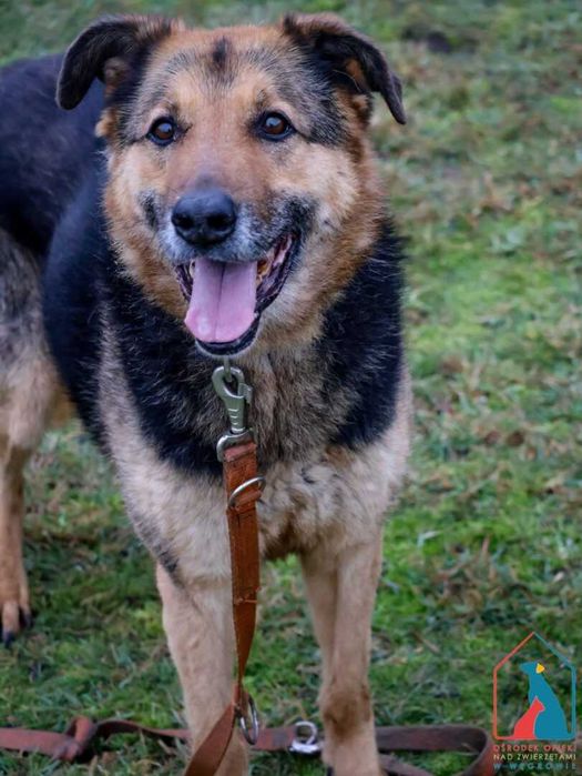 Bardzo przyjazny piesek Pluto szuka dom