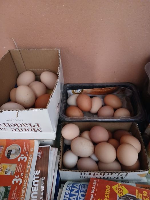 Ovos caseiros - galinhas do campo