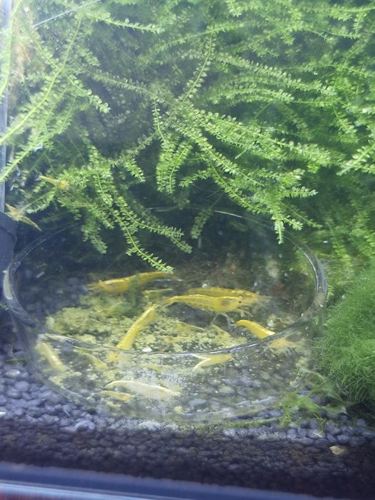 Krewetki neocardina