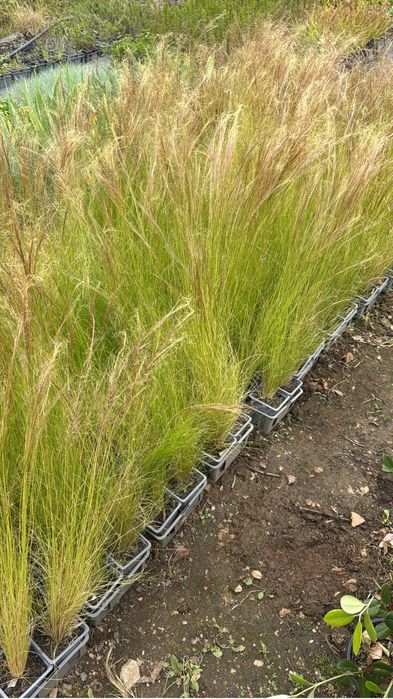 Stipas plantas plumas