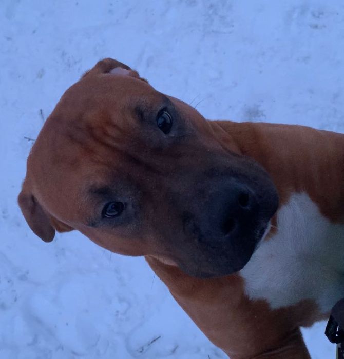 Чистокровний красень Амстафф