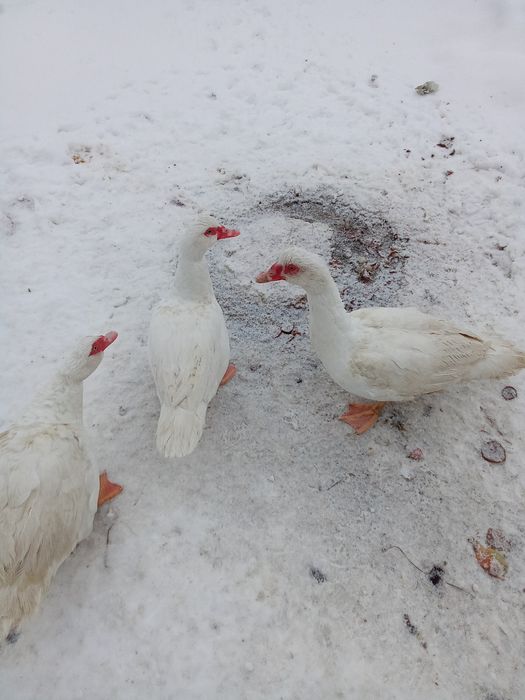 Качки для розплоду