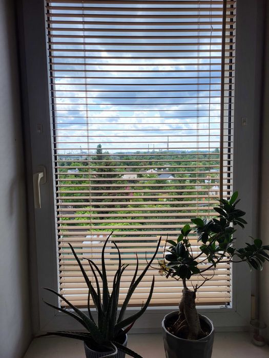 Żaluzje bambusowe 25mm