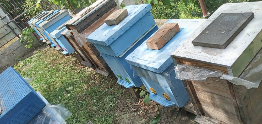 Пчёлосемьи, улики