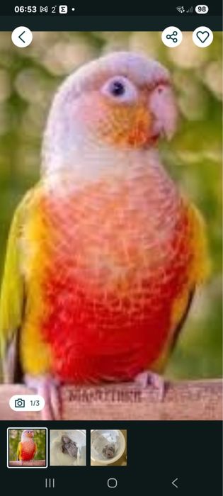 pyrrhuras pineapple  para acabar de criar a mão