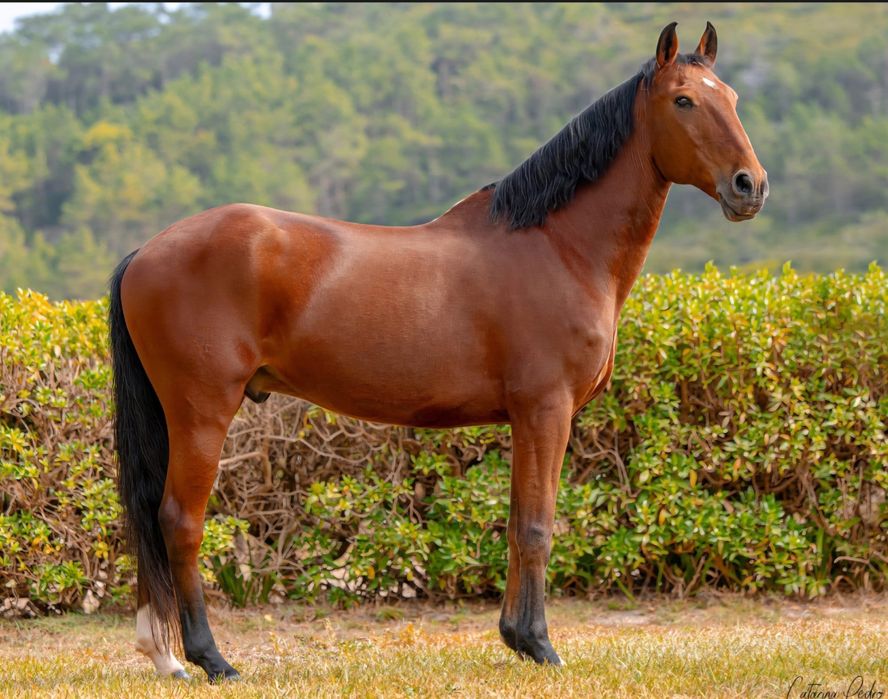 Cavalo Castanho Castrado