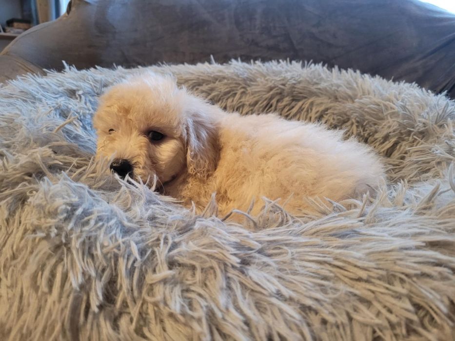 Maltipoo chłopiec Warszawa pudel maltańczyk