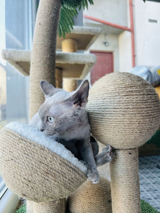 Piękna niebieskooka kotka Devon Rex