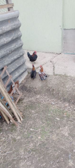 Американські кури