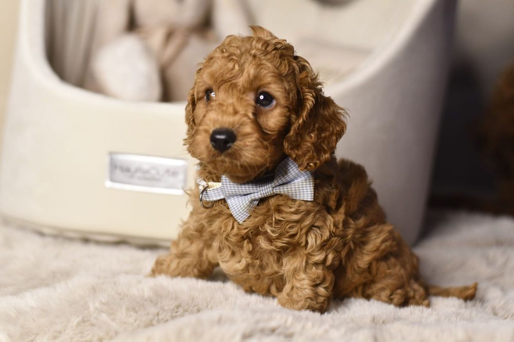 Cavapoo F1 RED wyjątkowy chłopiec