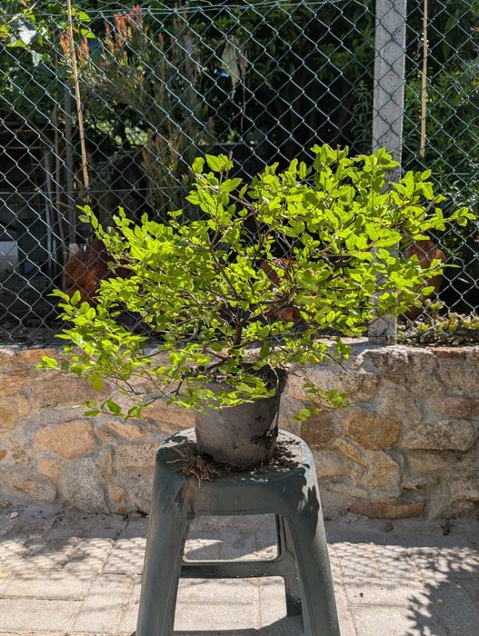 Bonsai Sageretia com 8 anos