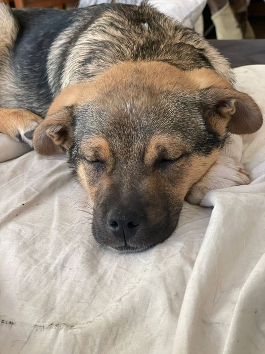 Psi bracia szukają domu