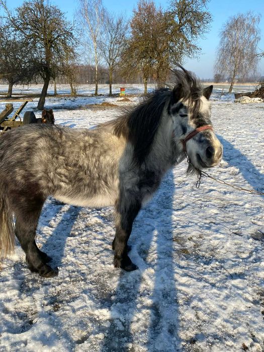 Sprzedam klacz kucyka