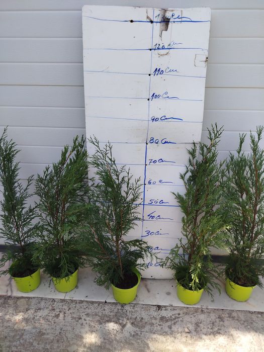 Ciprestes/Cedros Leylland