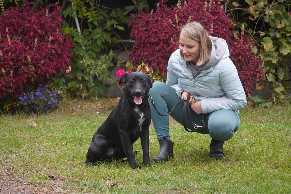 Dorek - śliczny pies w typie labrador