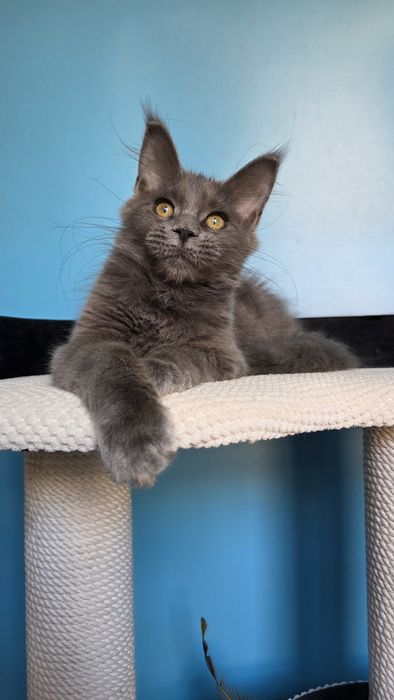 Шикарная девочка мейн