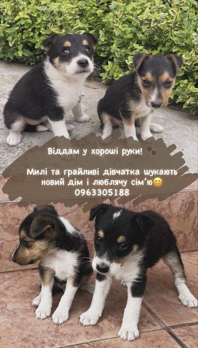 Маленькі цуценята