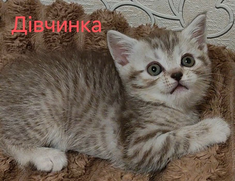 Шотландська дівчинка, з неймовірним окрасом Шоколадний таббі та спокійним характером .Має щеплення