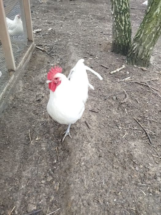 Australorp biały i czarny-  koguty.