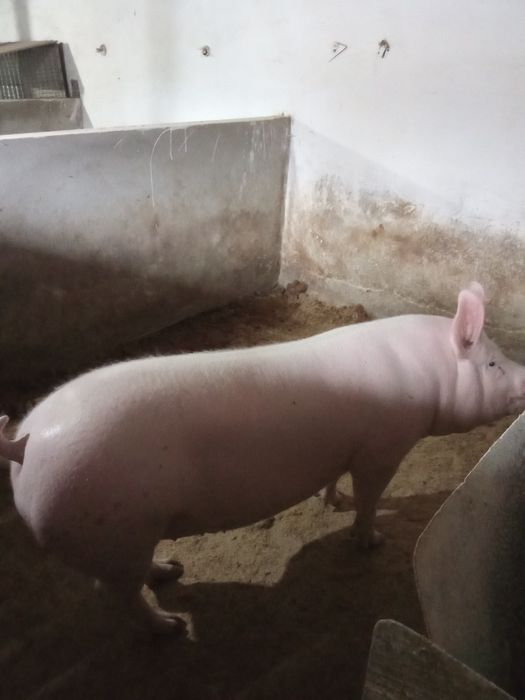 Домашня свиня на продаж.