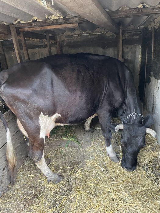 Продам корову молочну
