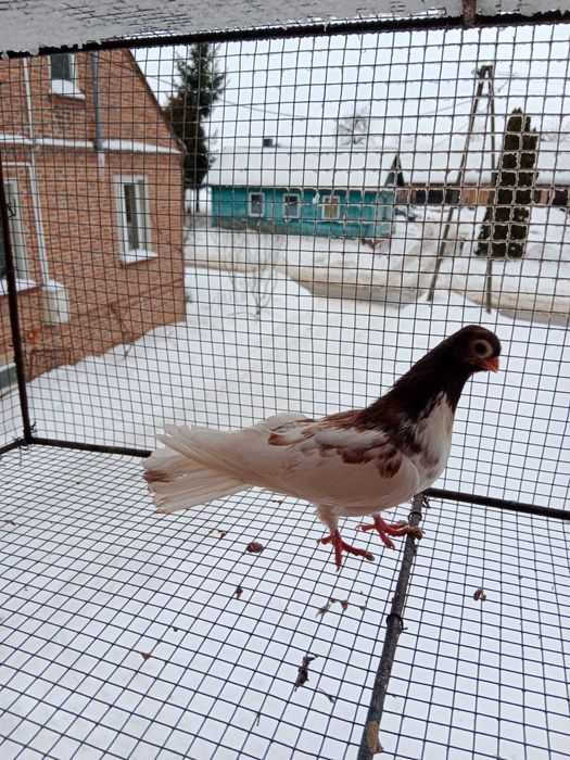 Gołębie zamojskie!!!