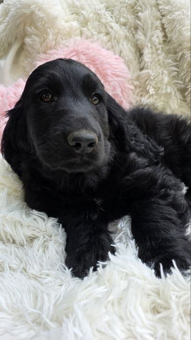 Cocker spaniel angielski chlopiec piesek o cudownym charakterze