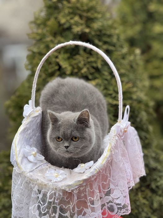 Шикарная кошечка в плюшевой шубке