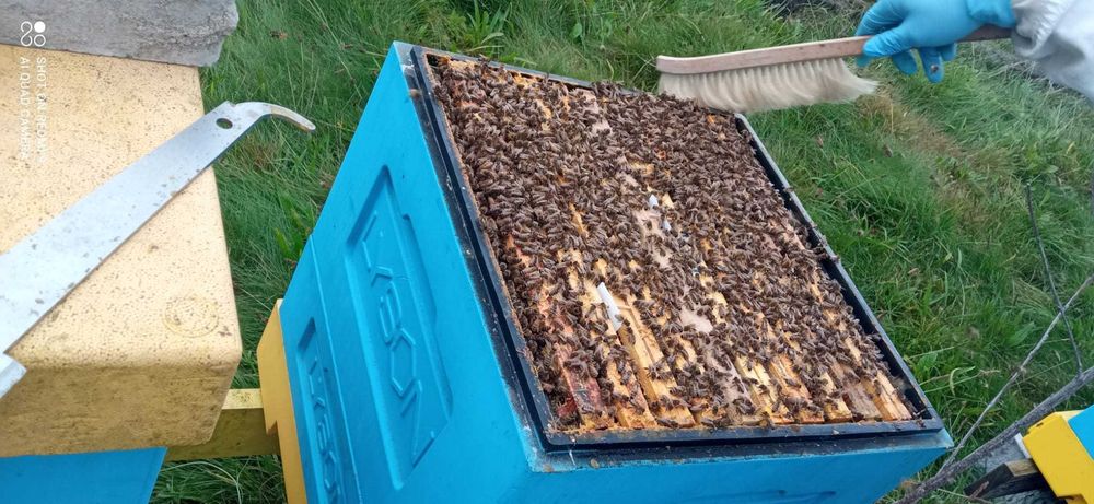 Wczesne ODKŁADY MAJOWE 2026 Rok i RODZINY Pszczele - Pasieka PRADAWNA®