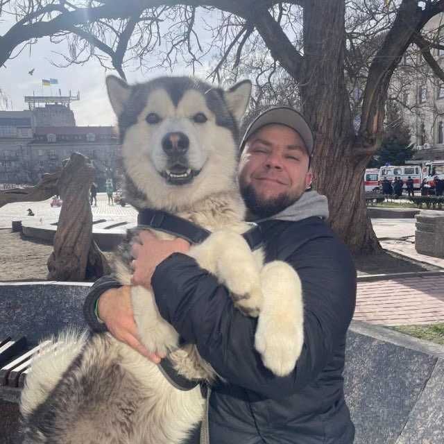 Вязка Маламут красавчик