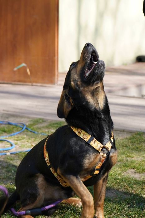 Kochany samiec Dasti czeka na adopcję