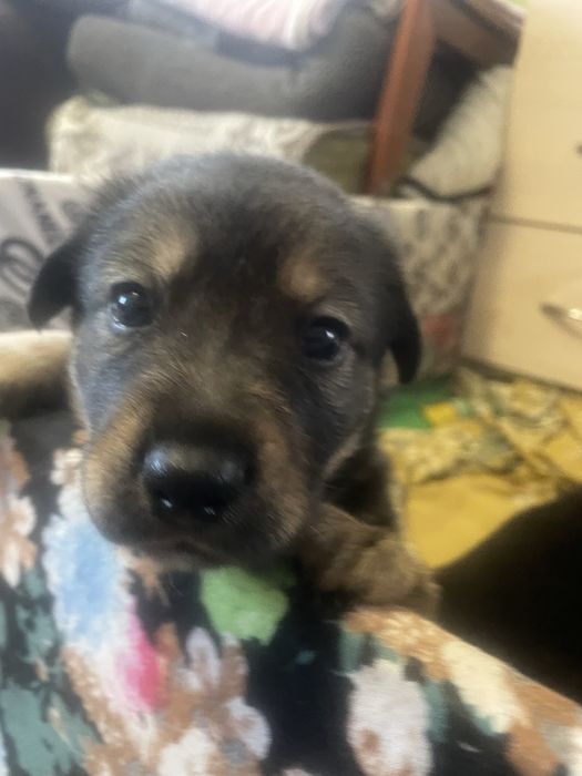 Щеночки в добрые руки