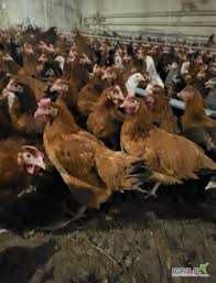 Kury Nioski z jajkiem ! Rosa Messa Tetra ISA Dominant ! Dowóz !!