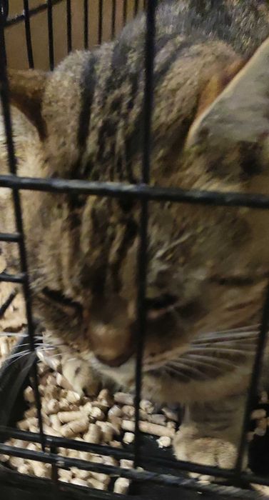 Kotka przytulas wykastrowana