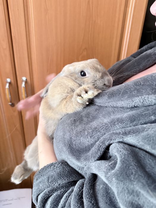 Декоративна висловуха дівчинка