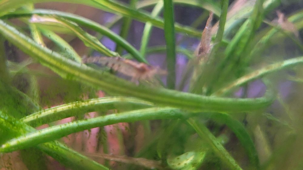 Vendem-se peixes de aquario água doce.