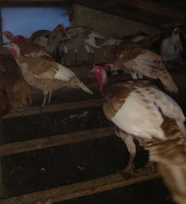 Sprzedam żywe indyki