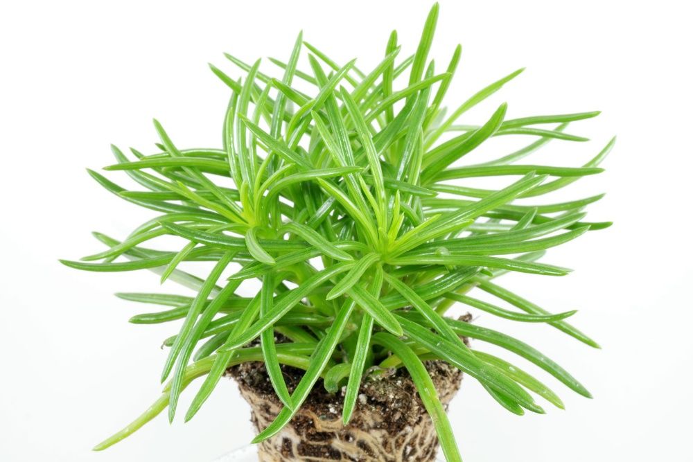 SENECIO Barbertonicus - Planta em vaso - Vários tamanhos desde 15 €